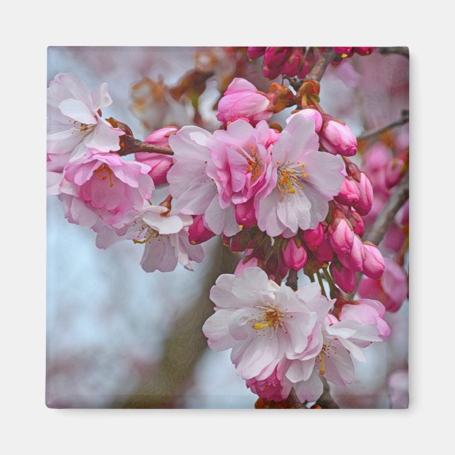 Rosa Kirschblüten Magnet (Vorne)
