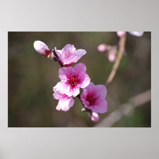 Rosa Kirschblüten Poster (Vorne)