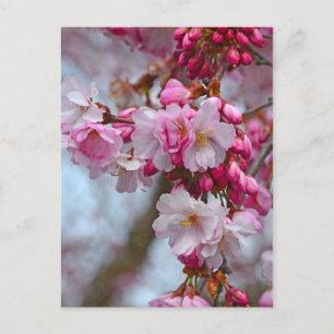Rosa Kirschblüten Postkarte