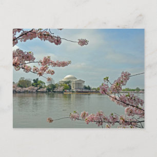 Rosa Kirschblüten und das Jefferson Memorial Postkarte