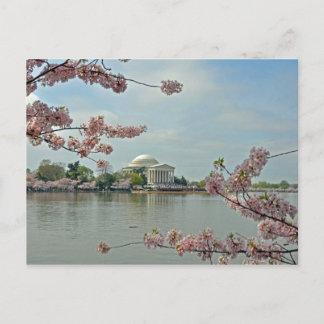Rosa Kirschblüten und das Jefferson Memorial Postkarte