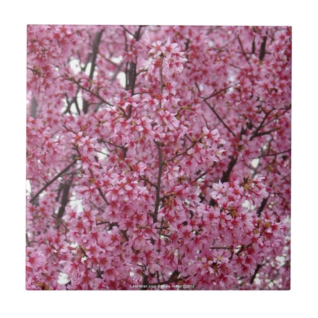 Rosa Kirschblüten-Wand Fliese (Vorderseite)