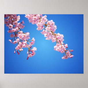 Rosa Kirsche blüht gegen blauen Himmel, mittlere Poster
