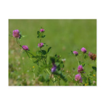 Rosa Klee auf grüner Wiese.