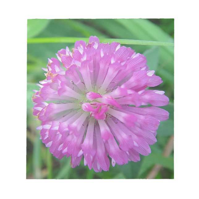 Rosa Kleeblüte Notizblock (Vorderseite)