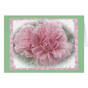 Rosa Kletterblüten in der Rose