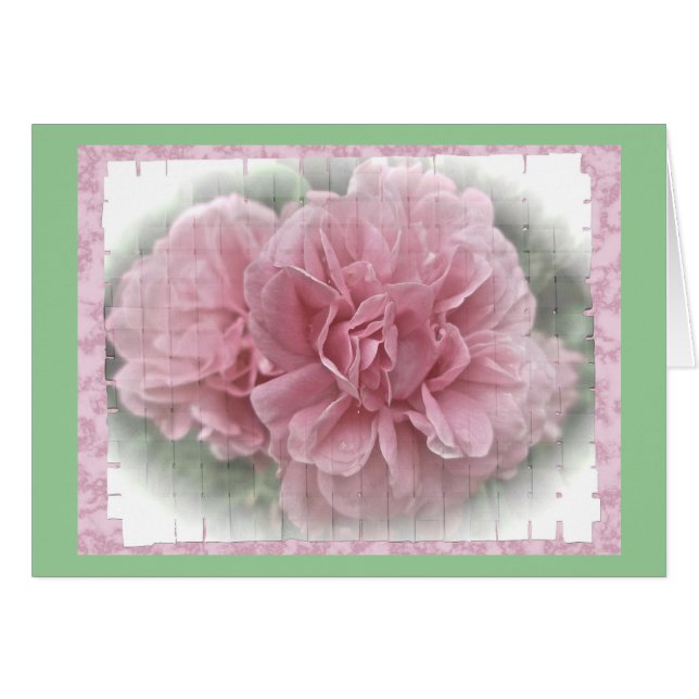 Rosa Kletterblüten in der Rose (Vorderseite (Horizontal))