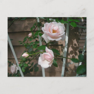 Rosa Kletterpartie Rose Postkarte