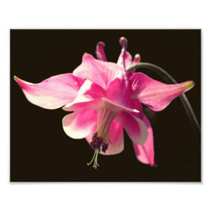 Rosa Kolumbin Blume Nah 8x10 Fotodruck