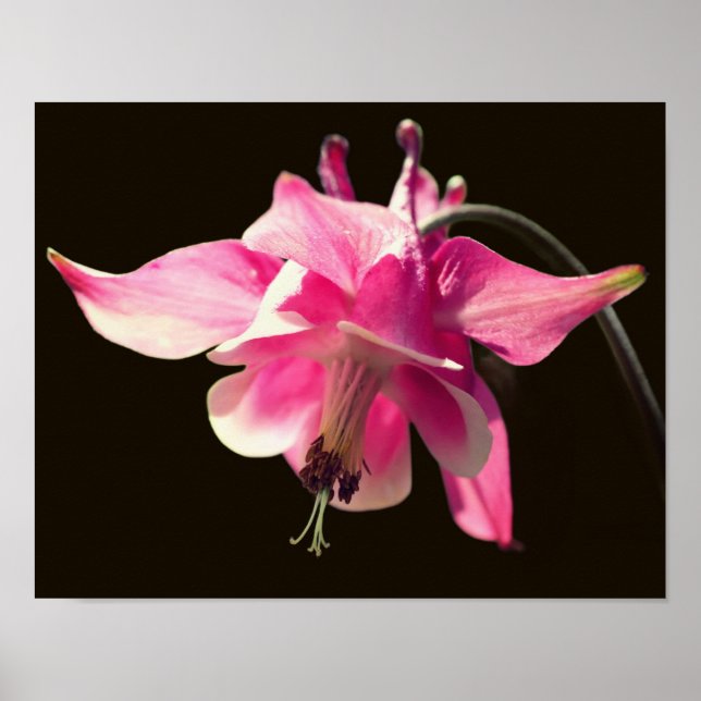 Rosa Kolumne Blume Nah Poster (Vorne)