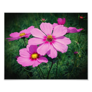 Rosa Kosmos-Blume 8x10 Fotodruck
