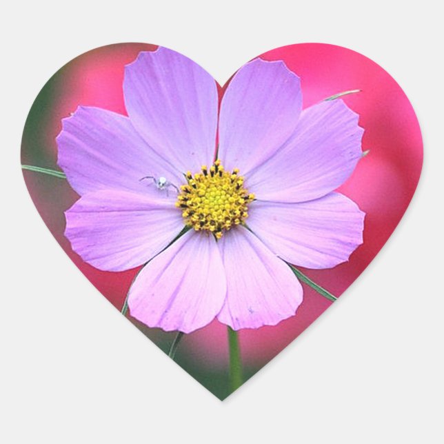 Rosa Kosmos-Blume Aufkleber (Vorderseite)