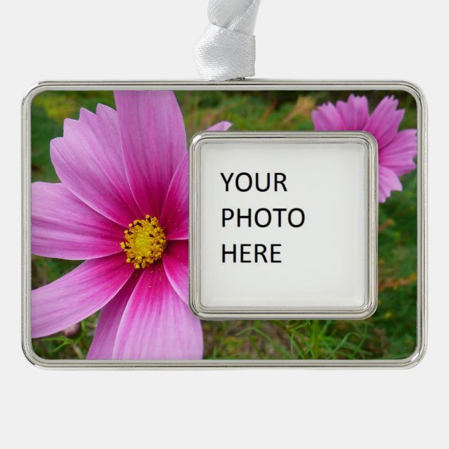 Rosa Kosmos Blume Wildblume Rahmen-Ornament Silber (Vorderseite)