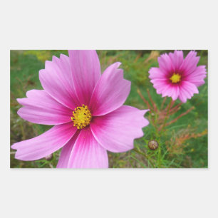 Rosa Kosmos Blume Wildblume Rechteckiger Aufkleber