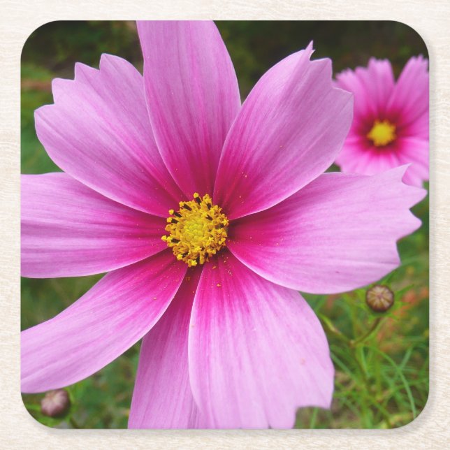 Rosa Kosmos Blume Wildblume Rechteckiger Pappuntersetzer (Vorderseite)