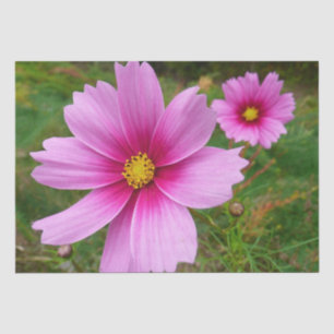 Rosa Kosmos Blume Wildblume Seidenpapier