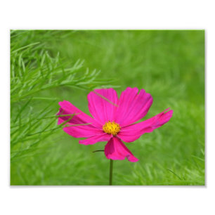 Rosa Kosmos-Blumen-Foto-Druck Fotodruck