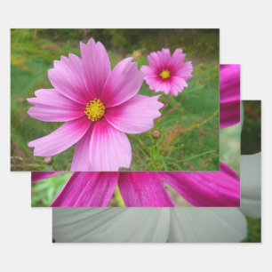 Rosa Kosmos-Blumen Wildblume Geschenkpapier Set