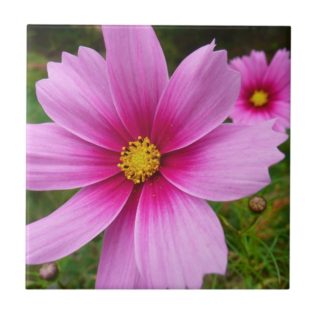 Rosa Kosmos-Blumen Wildblumen Fliese (Vorderseite)