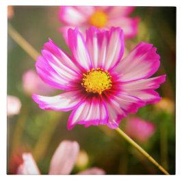 Rosa Kosmos, Hütte Garten Rosalinde Fliese