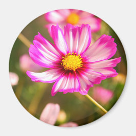 Rosa Kosmos, Hütte Garten Rosalinde Magnet