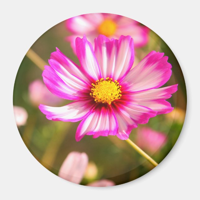 Rosa Kosmos, Hütte Garten Rosalinde Magnet (Vorne)