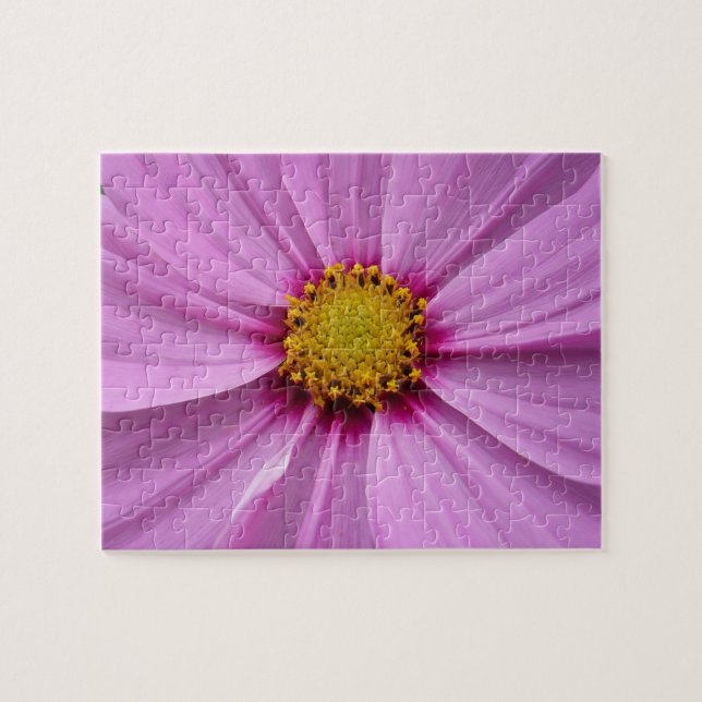 Rosa Kosmos-Wildblumen-Blüten (Horizontal)