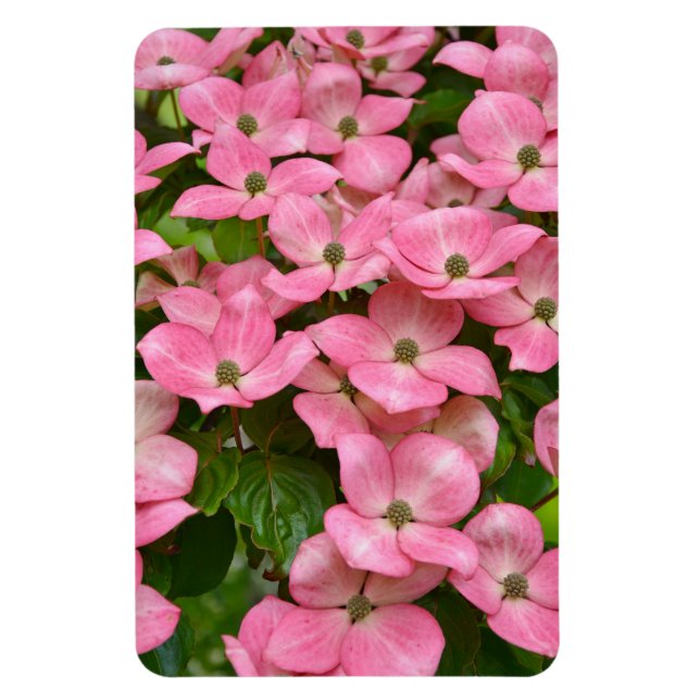 Rosa Kousa-Dogwood-Magnet Magnet (Vertikal)