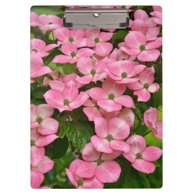 Rosa kousa Hartriegel-Blumen Klemmbrett (Vorderseite)