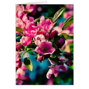 Rosa Krabbenapfel-Blume