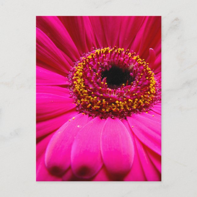 Rosa-Kräuterblüte Postkarte (Vorderseite)