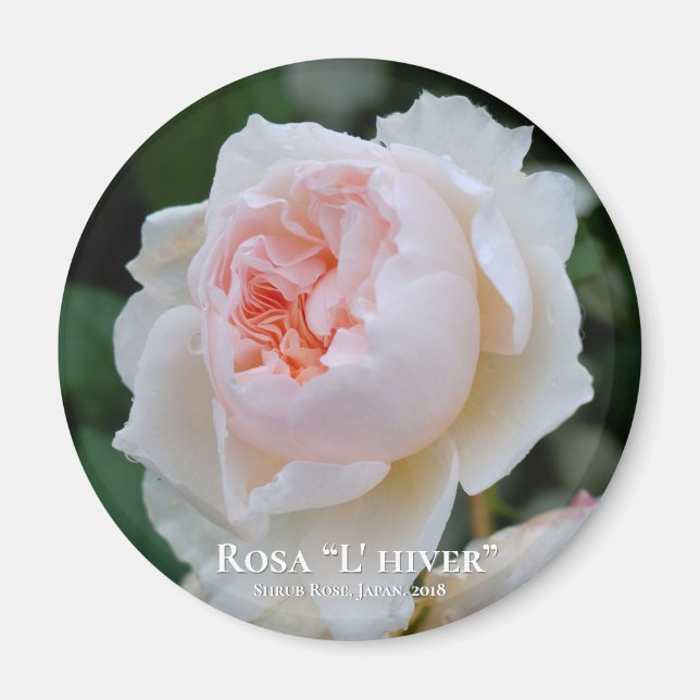 Rosa "L' hiver" Magnet (Vorne)