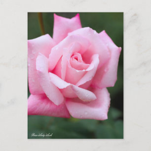 Rosa Lady Luck: Postcard Postkarte