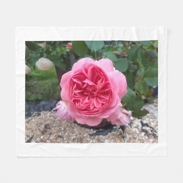 Rosa Landrose Blumen Flanelldecke  Fleecedecke (Vorderseite (Horizontal))