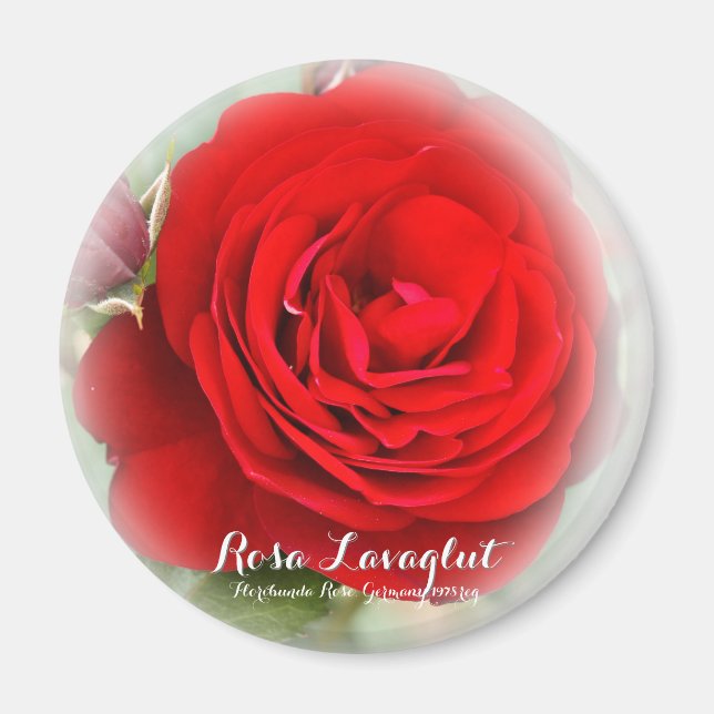 Rosa Lavaglut Magnet (Vorne)