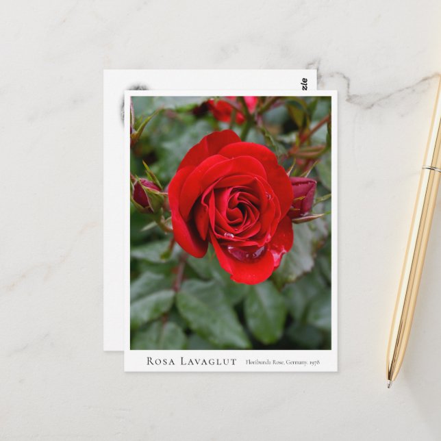 Rosa Lavaglut Postkarte (Vorderseite/Rückseite Beispiel)