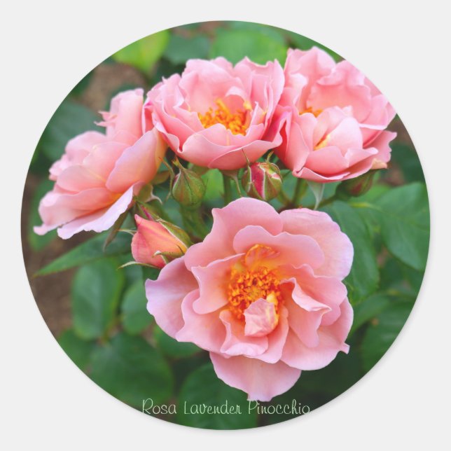 Rosa Lavender Pinocchio [Round Seal] Runder Aufkleber (Vorderseite)