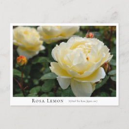 Rosa Lemon Postkarte