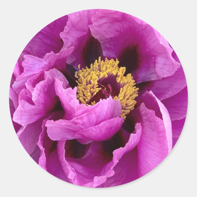 Rosa, leuchtend und hübsch runder aufkleber (Vorderseite)