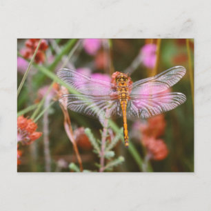 Rosa Libelle auf Blume Postkarte