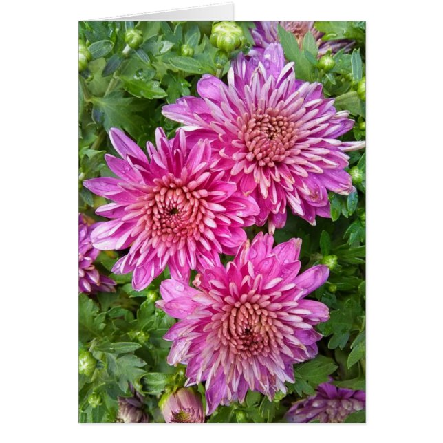 Rosa Lila Chrysanthemen mit Raindrops Card (Vorne)