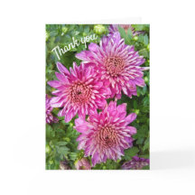 Rosa-lila Chrysanthemen mit Regentropfen