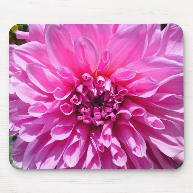 Rosa Lila Dahlia-Blume Mousepad (Vorne)