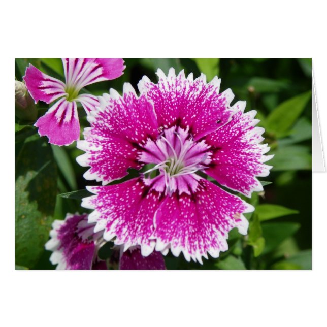 Rosa/Lila Dianthus-Gemarkung nah (Vorderseite (Horizontal))