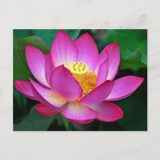 Rosa Lila Lotus-Blume Blank-Blässe Postkarte (Vorderseite)