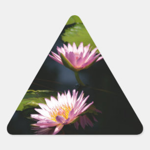 Rosa Lila Lotus-Wasserlilien Dreieckiger Aufkleber