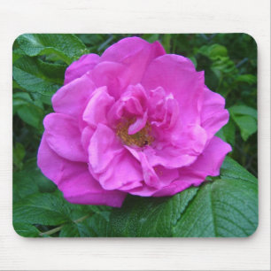 rosa, lila Rose Blume Mousepad