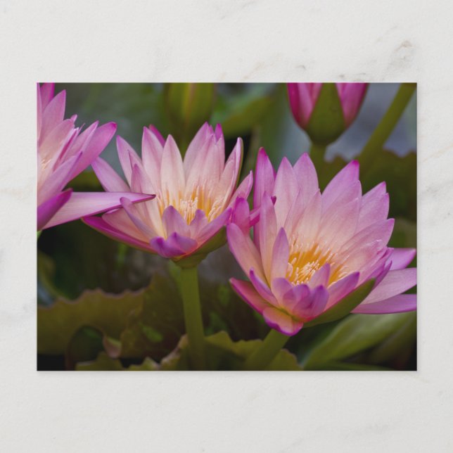 Rosa Lila Seerosen Postkarte (Vorderseite)
