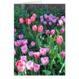 Rosa Lila Springtime Spring Tulips Blume Florenz