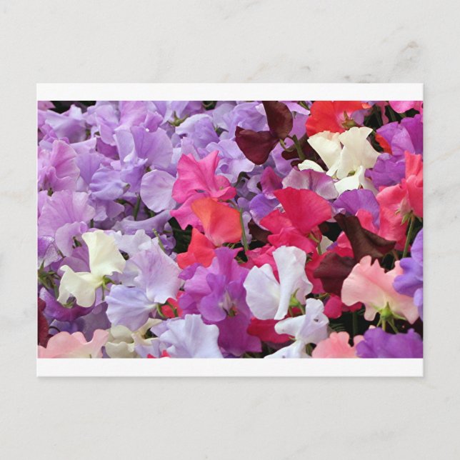 Rosa, lila & weiß Erbsen Blume in Blüte Postkarte (Vorderseite)